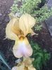 IMG-20200510-WA0014