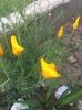 IMG-20200510-WA0017