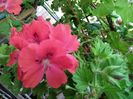 pelargonium