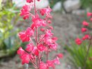 heuchera