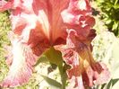 P1350811