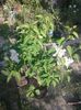 IMG-20200510-WA0009