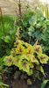 Heuchera Solar Power