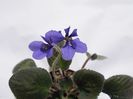 Blue Tail Fly