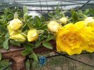 persian yellow feotida