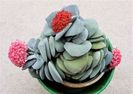 Crassula ‘Morgan’s Beauty’