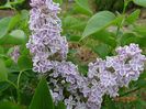 syringa Lila Wonder