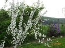 spiraea prunifolia Plena si syringa chinensis