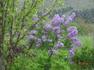 syringa chinensis