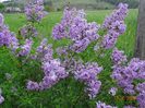 syringa chinensis