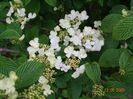 viburnum Watanabe