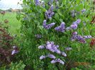 syringa Royalty