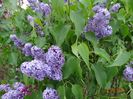 syringa Royalty