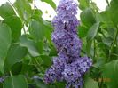 syringa Royalty