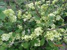 viburnum plic. Popcorn