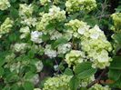 viburnum plic. Popcorn