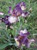 IMG-20200514-WA0017