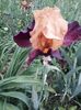 IMG-20200514-WA0016