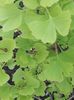 gingko biloba