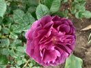 IMG-20200515-WA0053