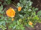 IMG-20200515-WA0050