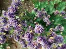 IMG-20200515-WA0047