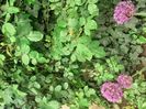 IMG-20200515-WA0045