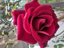 IMG-20200515-WA0039