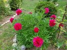 Rubra Plena