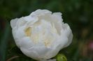 White Charles