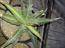 Agave Lophantha miniskirt