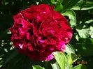Rubra Plena