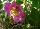 rosa californica?