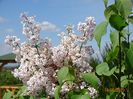 syringa California Rose