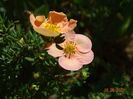potentilla Sunset