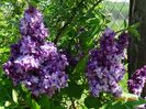syringa Taras Bulba