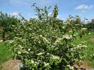 viburnum tomentosum