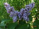 syringa Carpe Diem