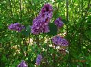 syringa Sarah Sands