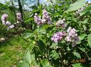 syringa Katherine Havemeyer