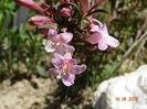 weigela Pink Poppet