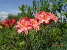 azalea Corneille