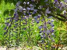 wisteria