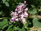 syringa Maiden's Blush