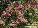 crataegus Punicea