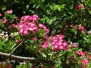 crataegus Punicea