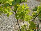 cotinus coggyria Golden Spirit