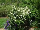 viburnum plicatum Popcorn