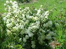 viburnum plicatum Popcorn