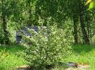 viburnum tomentosum